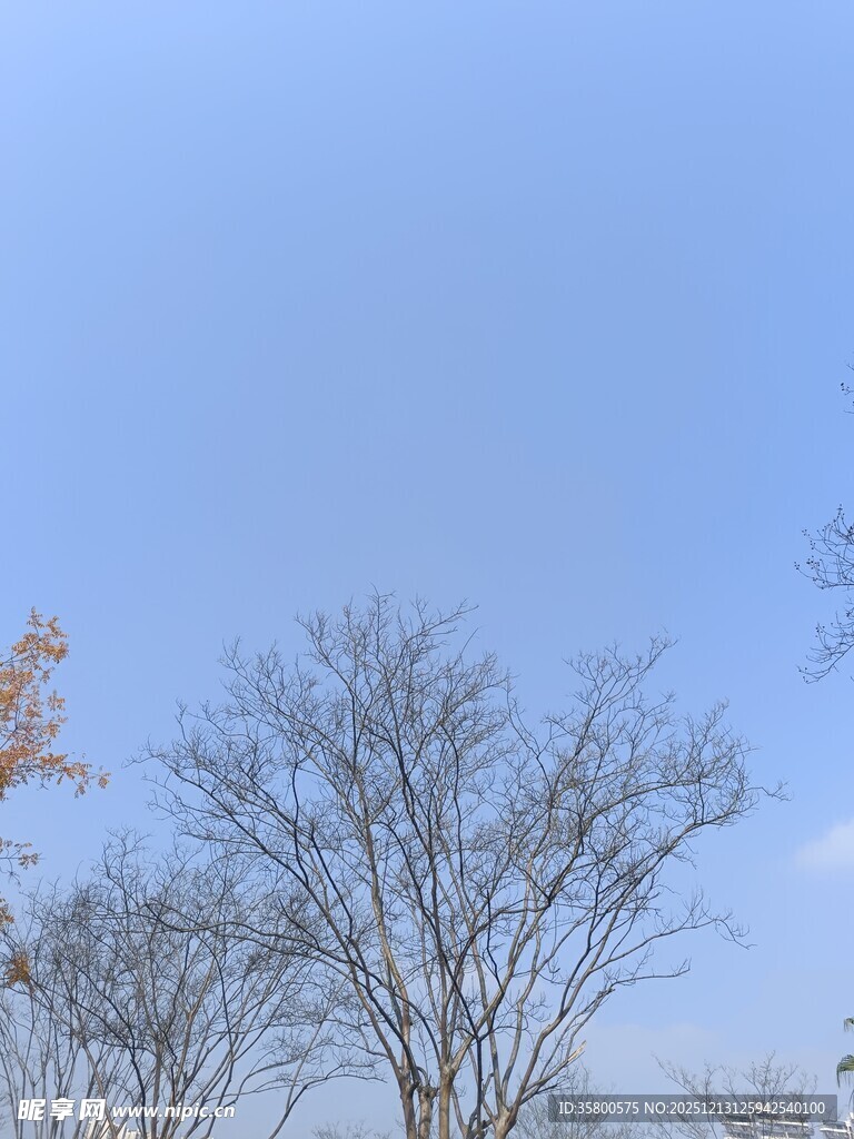蓝天枯枝景象
