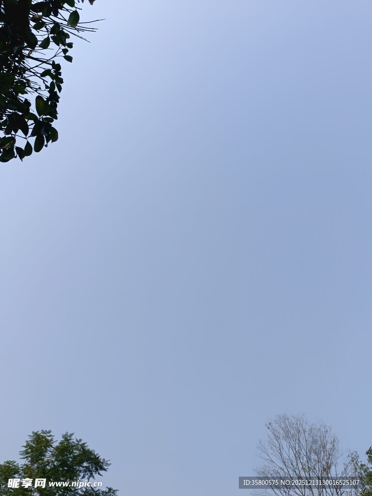 仰视天空中的树木