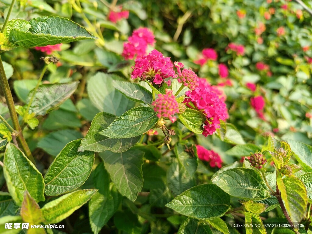 鲜艳绽放的粉色花卉植物