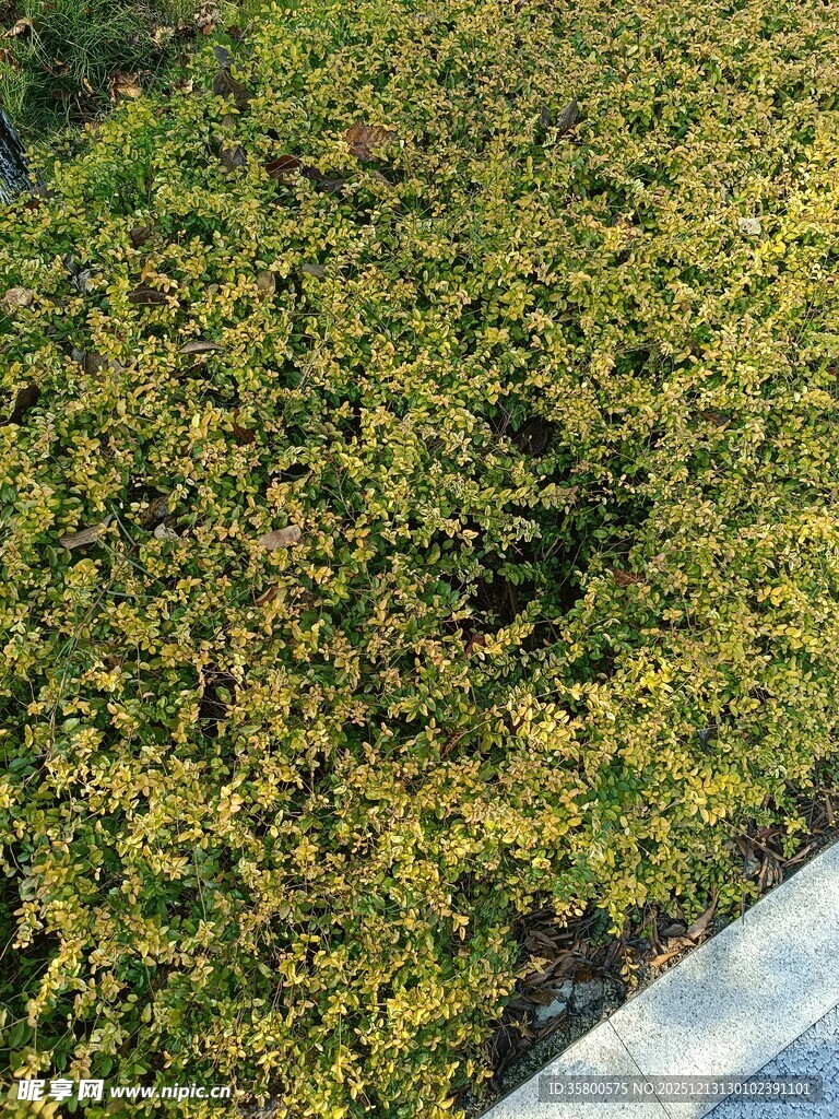 翠绿繁茂的地面植物景观