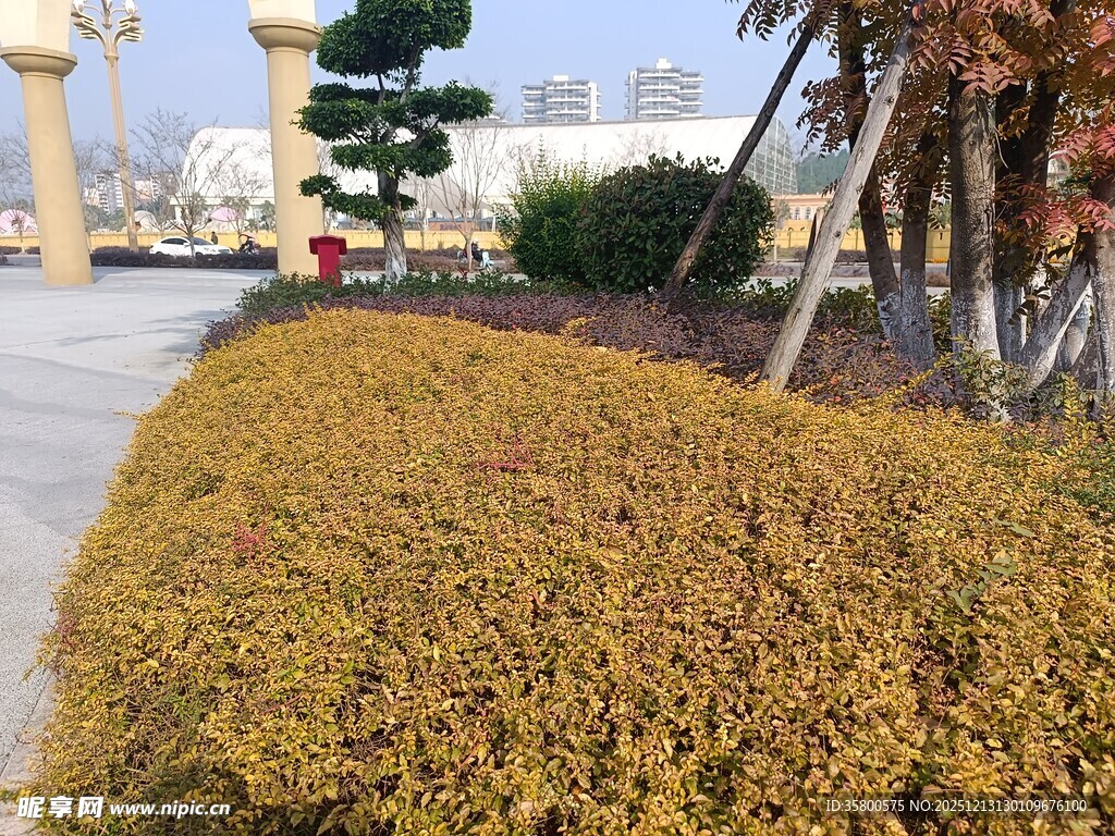 路边金黄灌木丛景观