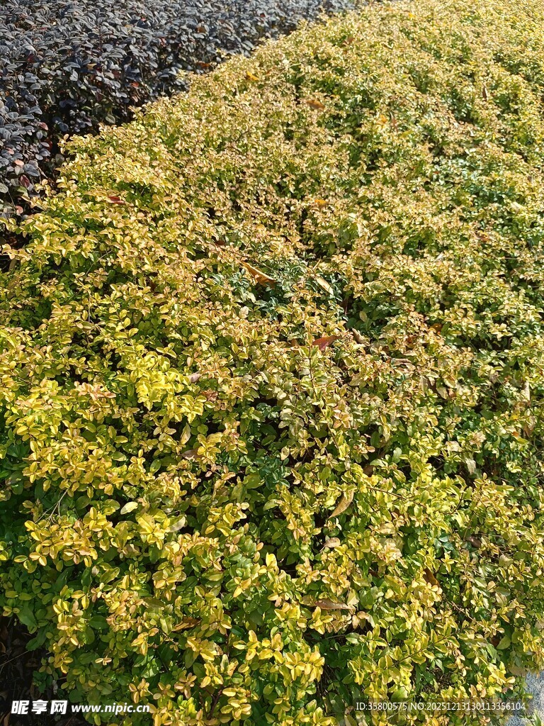 金黄绿植特写