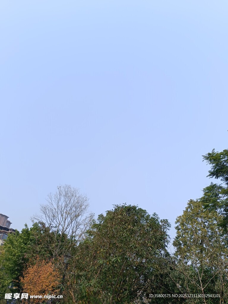 蓝天之下的茂密树林