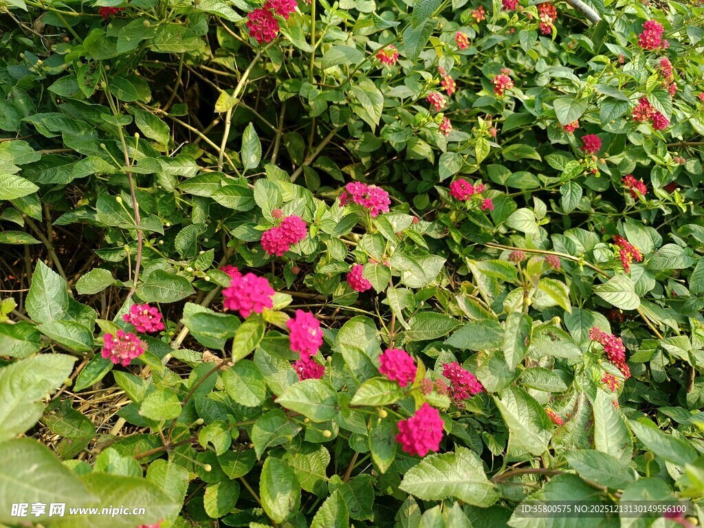 娇艳花丛绿意相伴