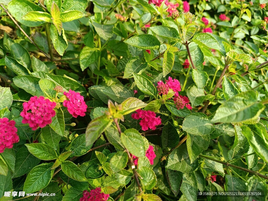 鲜艳花丛中的粉红花卉
