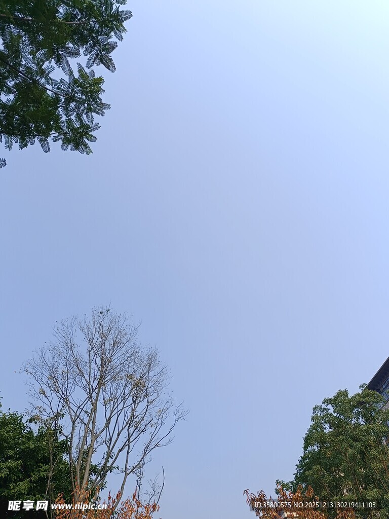 秋日树梢上的天空景色