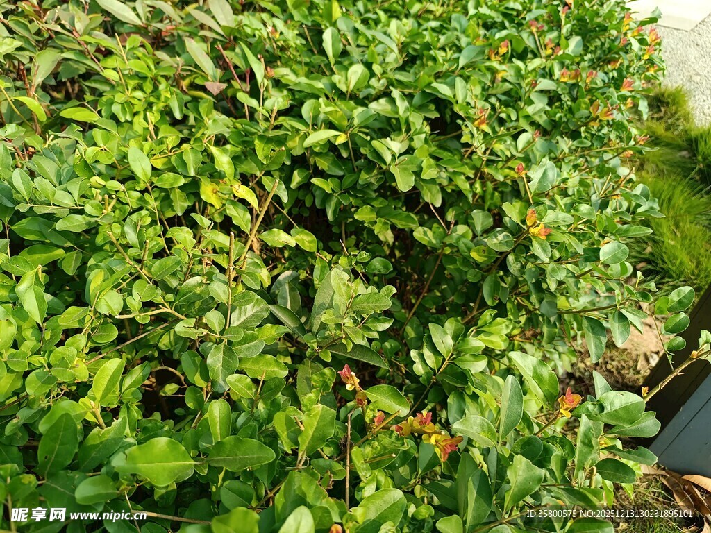 翠绿繁茂的植物景观