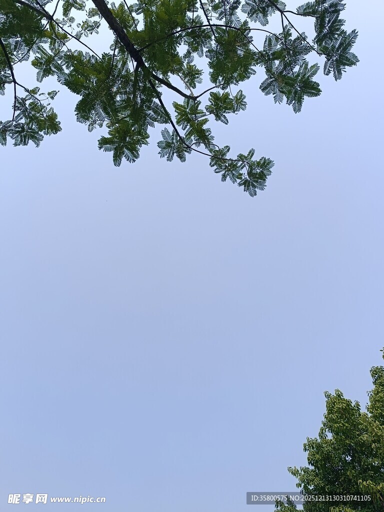 树梢之上的晴朗天空