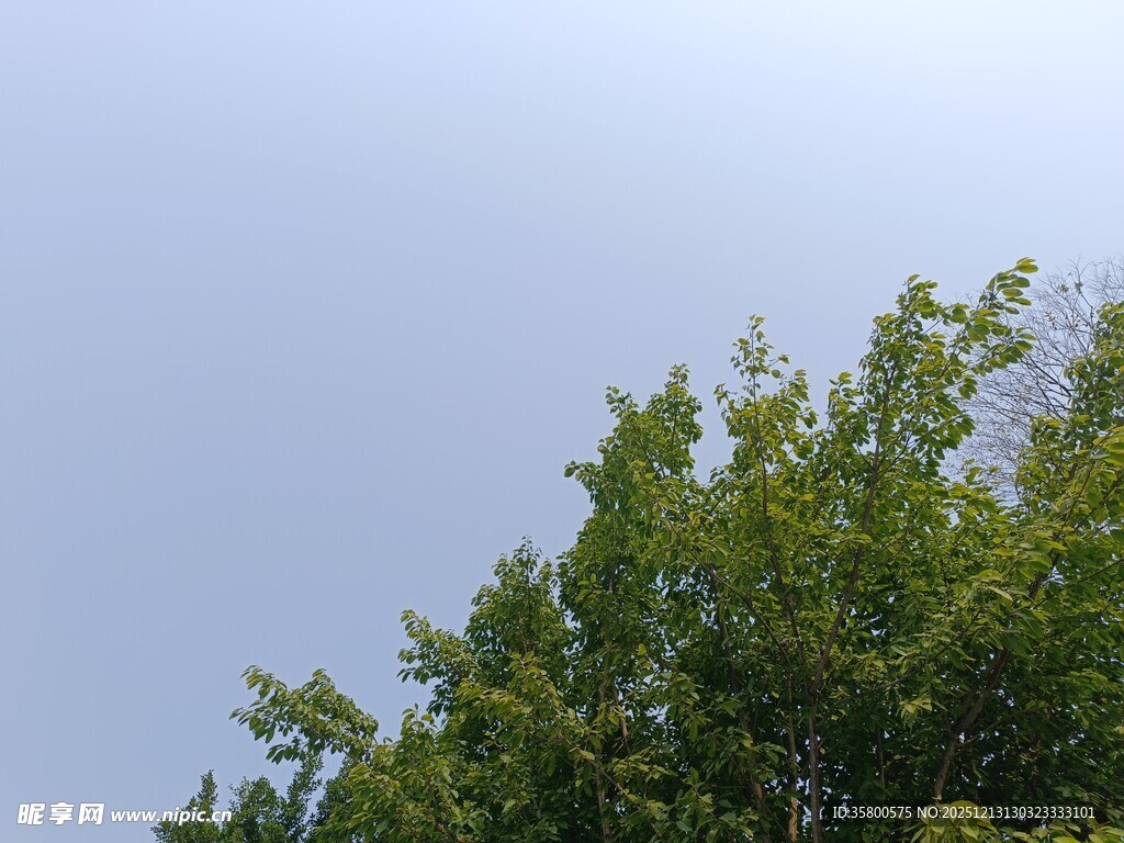 阳光下的翠绿树冠