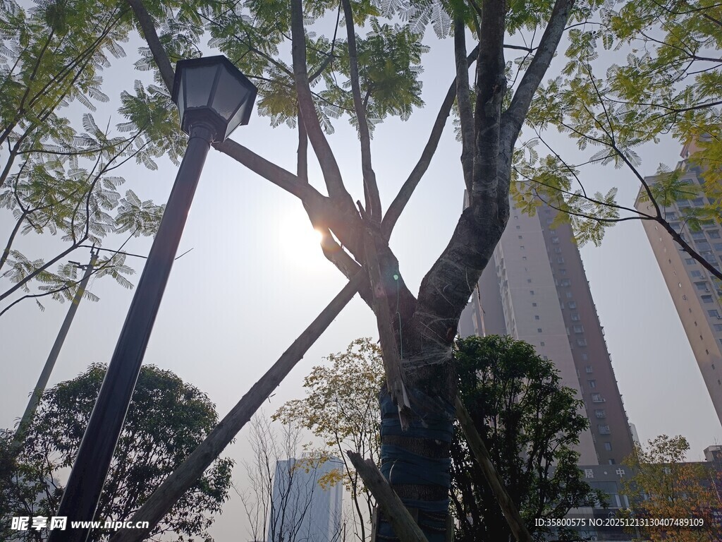 城市中阳光下的树木景观