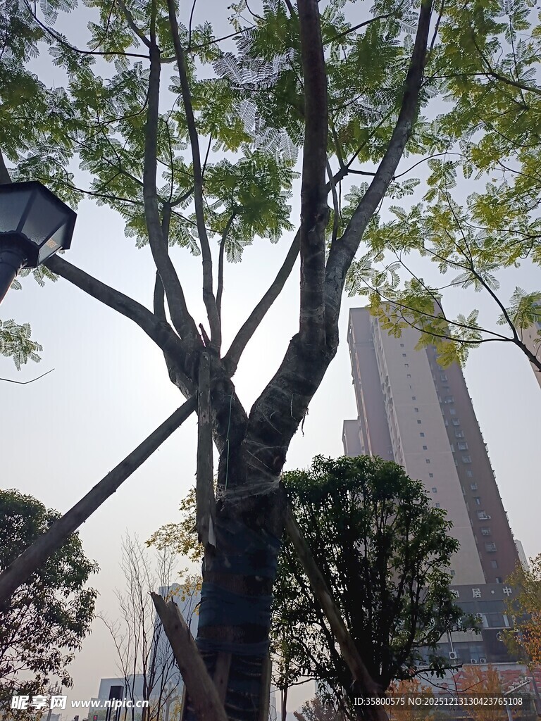 城市中繁茂树木与高楼