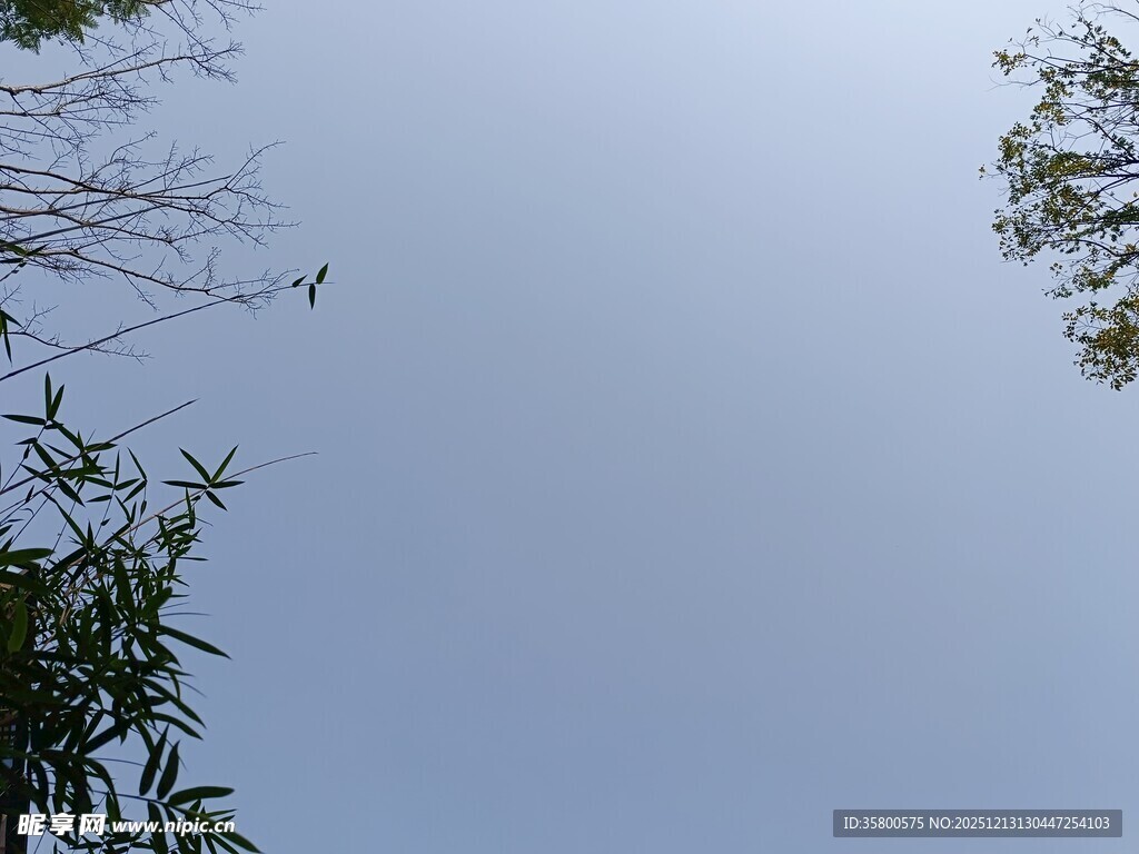 仰视天空中的枝叶