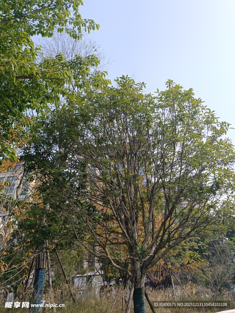 秋日公园树木景致