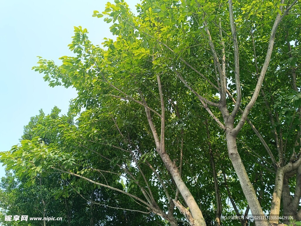 夏日葱郁树木景观