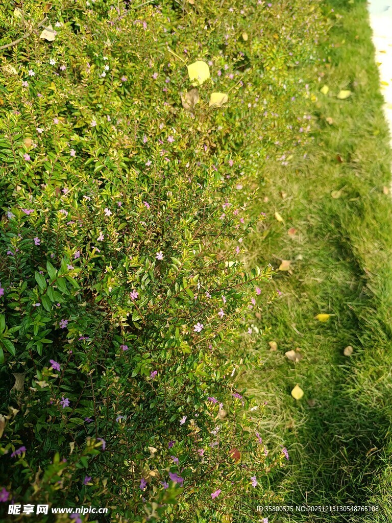 阳光下的翠绿草地