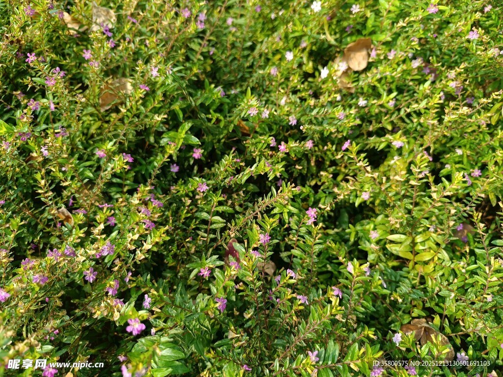 茂密绿植背景图