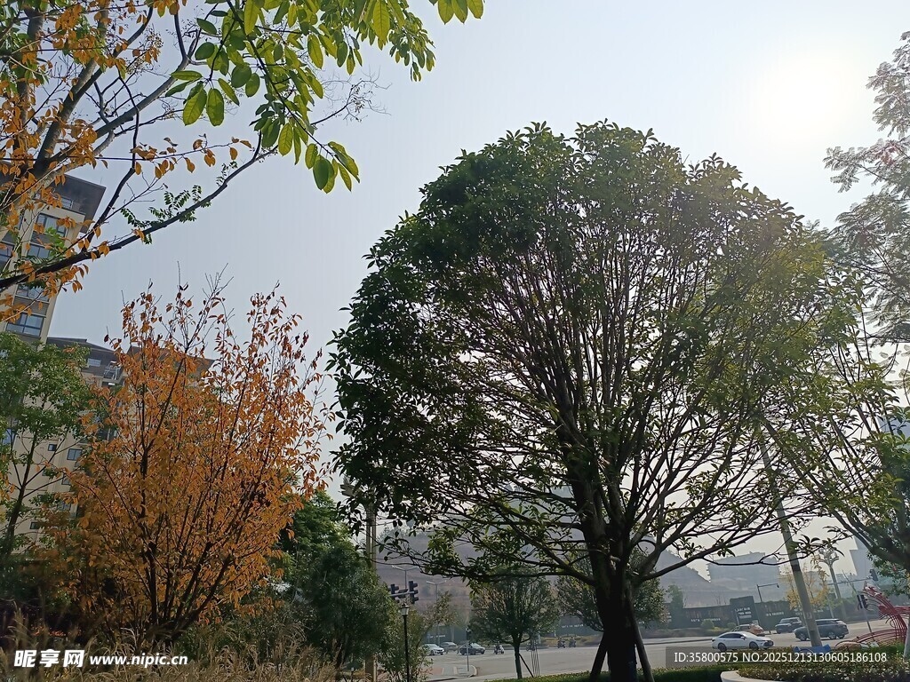 秋日街道旁的树木景观