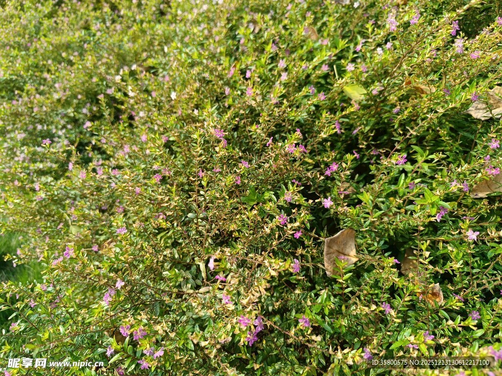 茂密绿植景观图