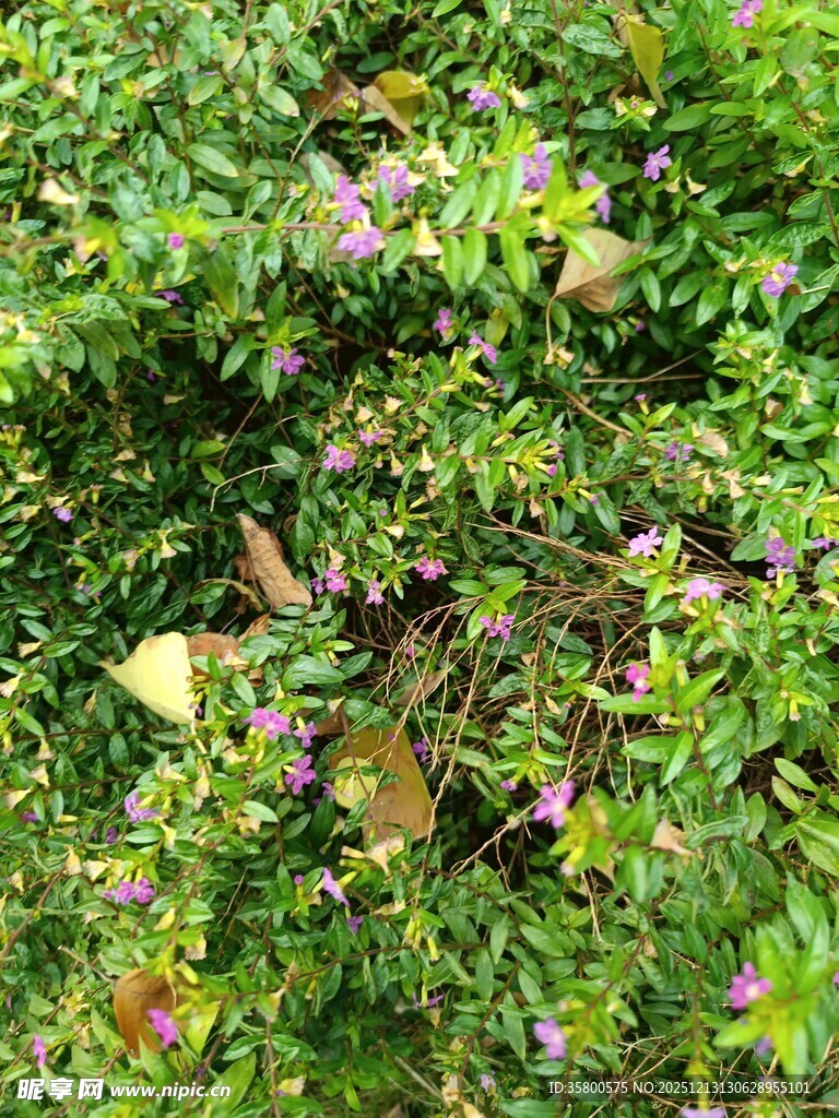 绿叶丛中的紫色小花