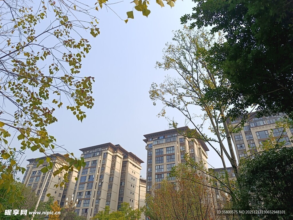 城市中的高楼与绿树景观