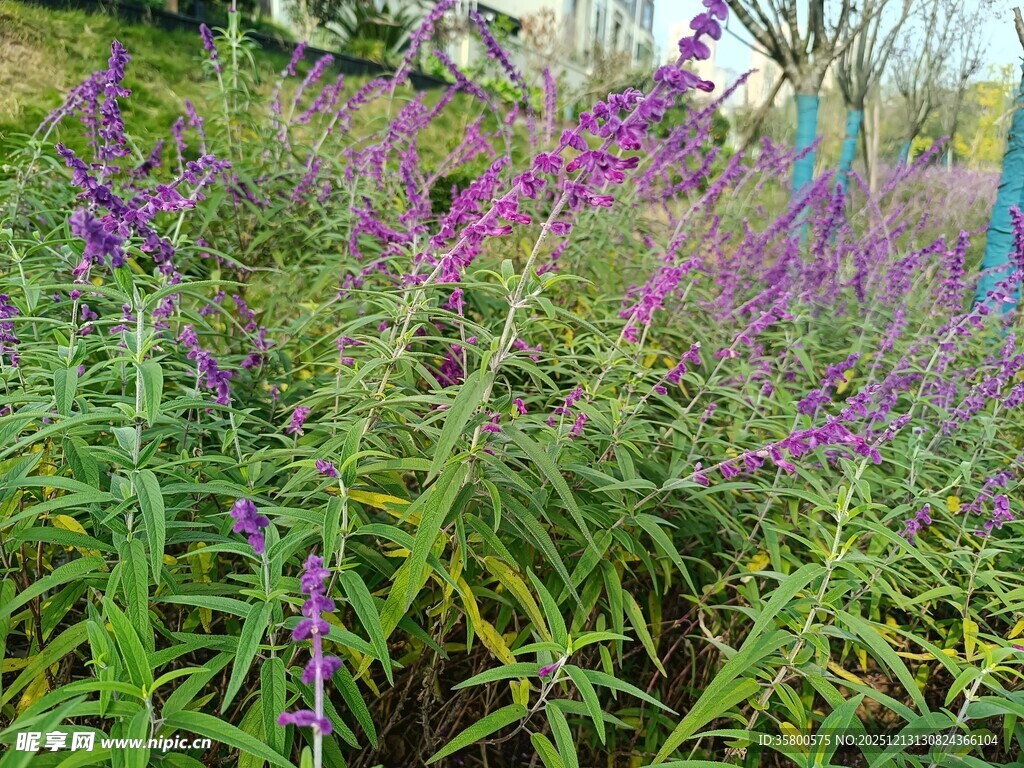 紫色花卉与绿植景观