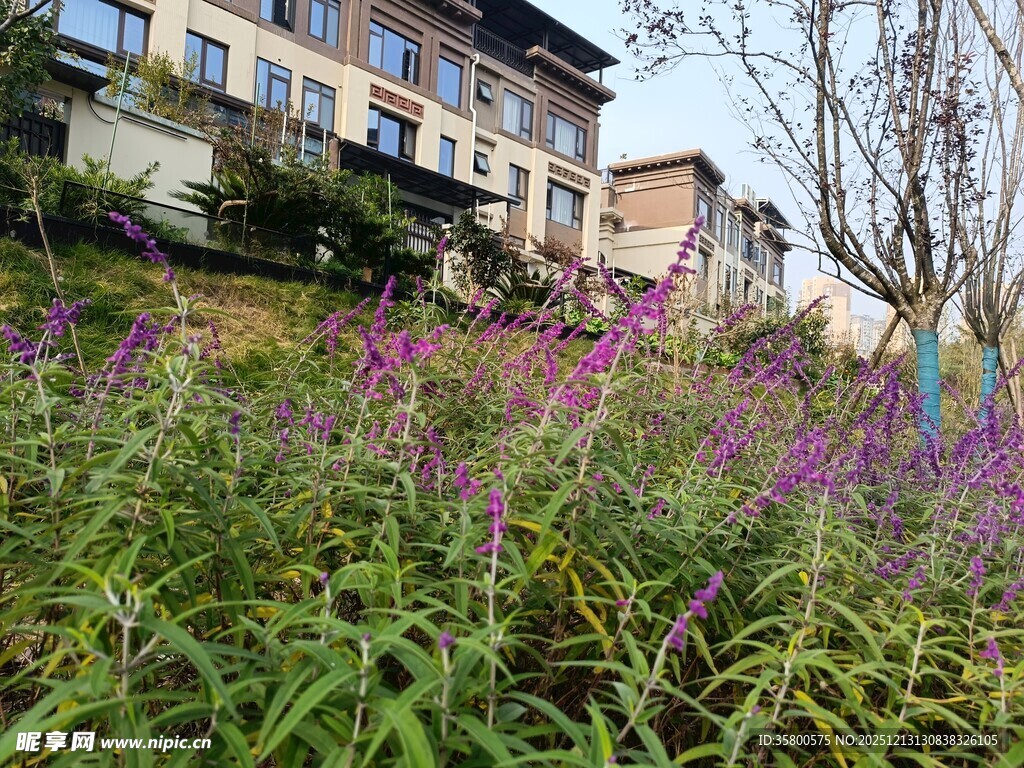 山坡花草与远处建筑