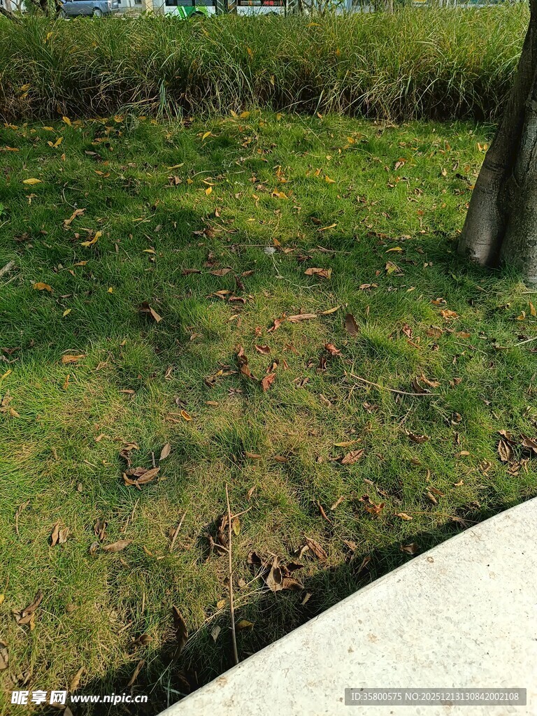 草地旁的水泥路面