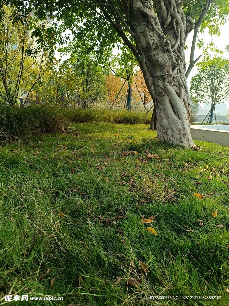 秋日树下的静谧草地