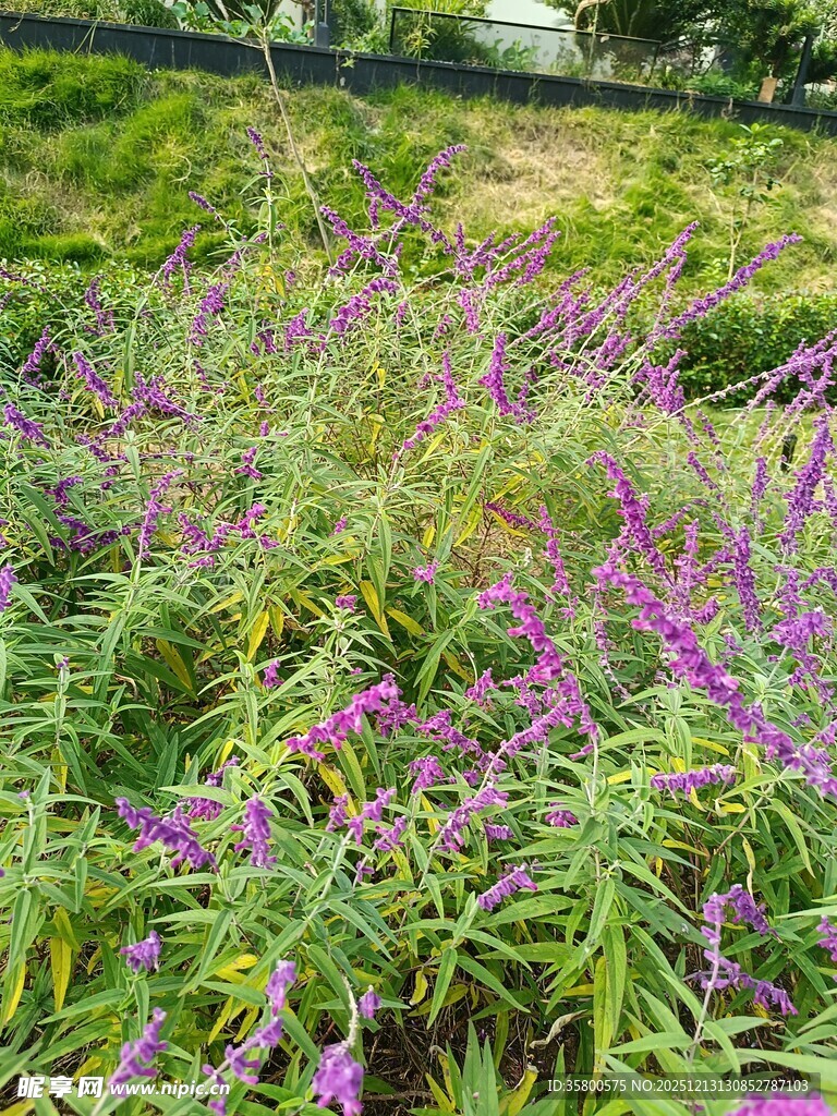紫色花卉与绿植交织景观