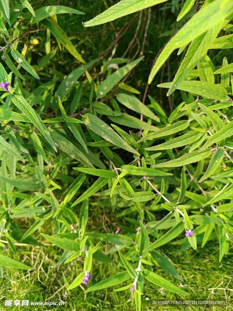 翠绿繁茂的热带植物景观