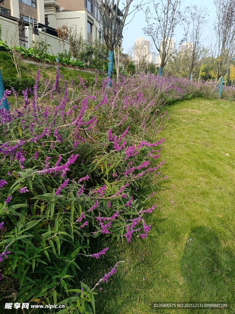 路边盛放的紫色花卉景观