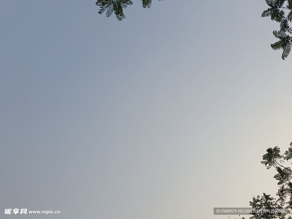 树梢之上的晴朗天空