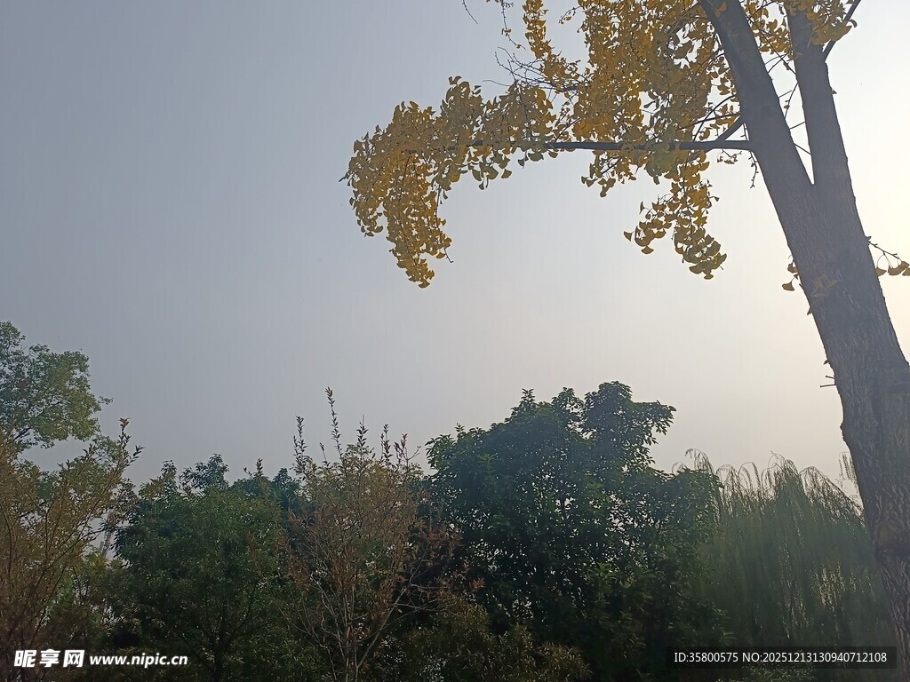 秋日树林中的挺拔树木