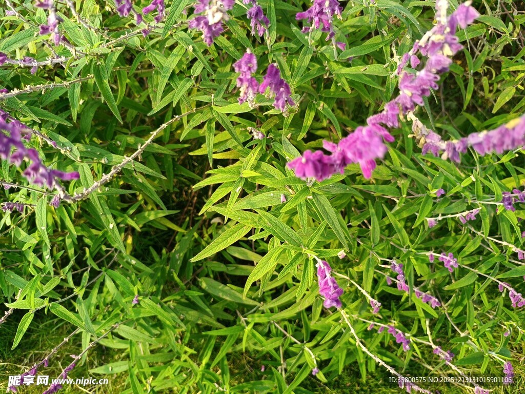 紫色花卉与绿叶植物景观