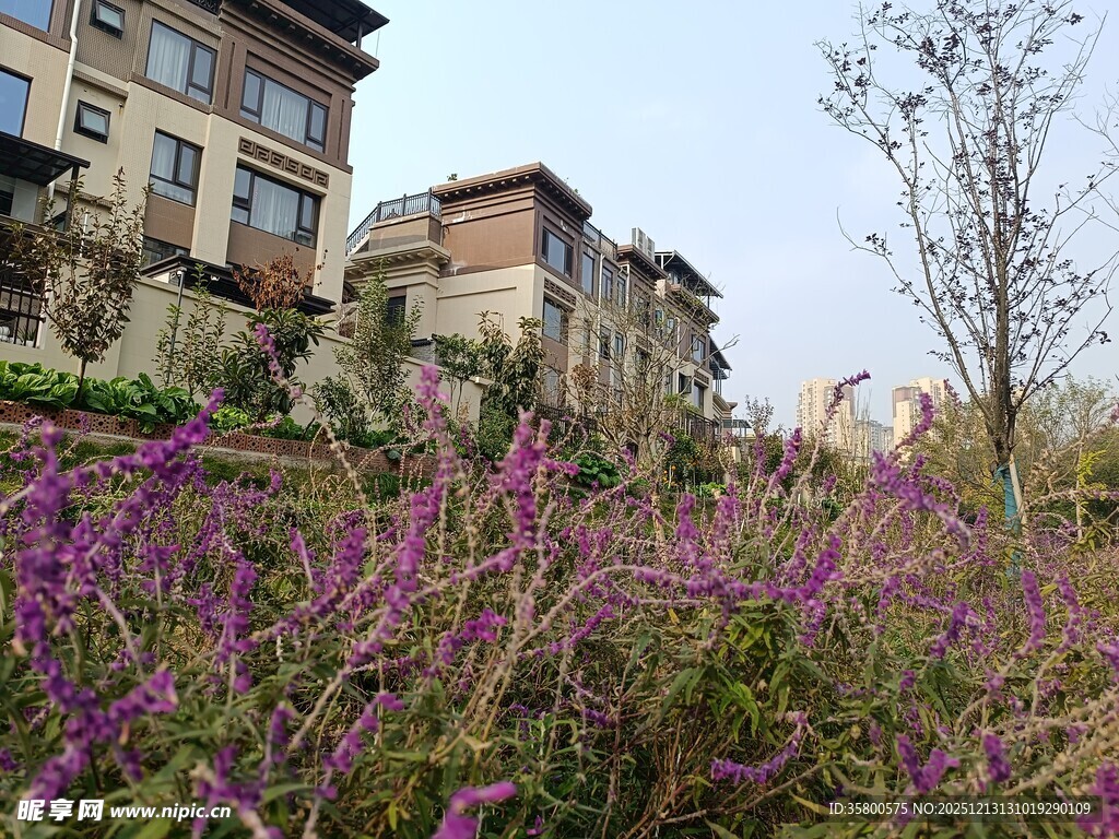 烂漫紫花旁的古朴建筑