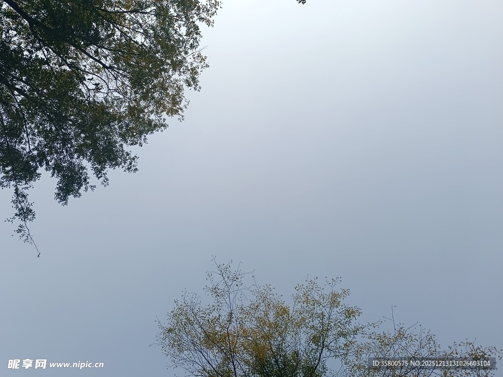 仰视绿树蓝天景象