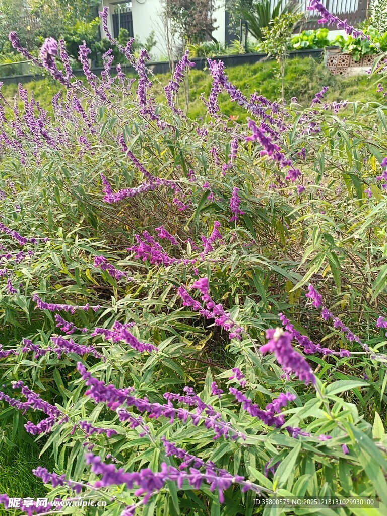 紫色花丛中的繁茂植物