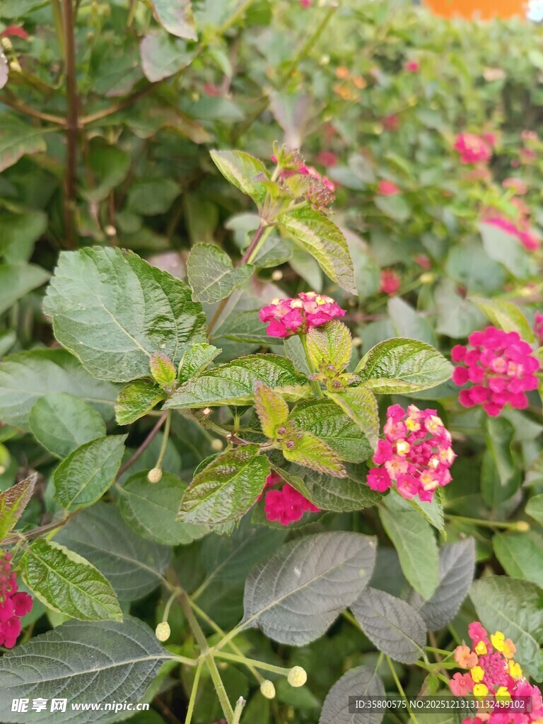 绿叶间的艳丽粉色花朵
