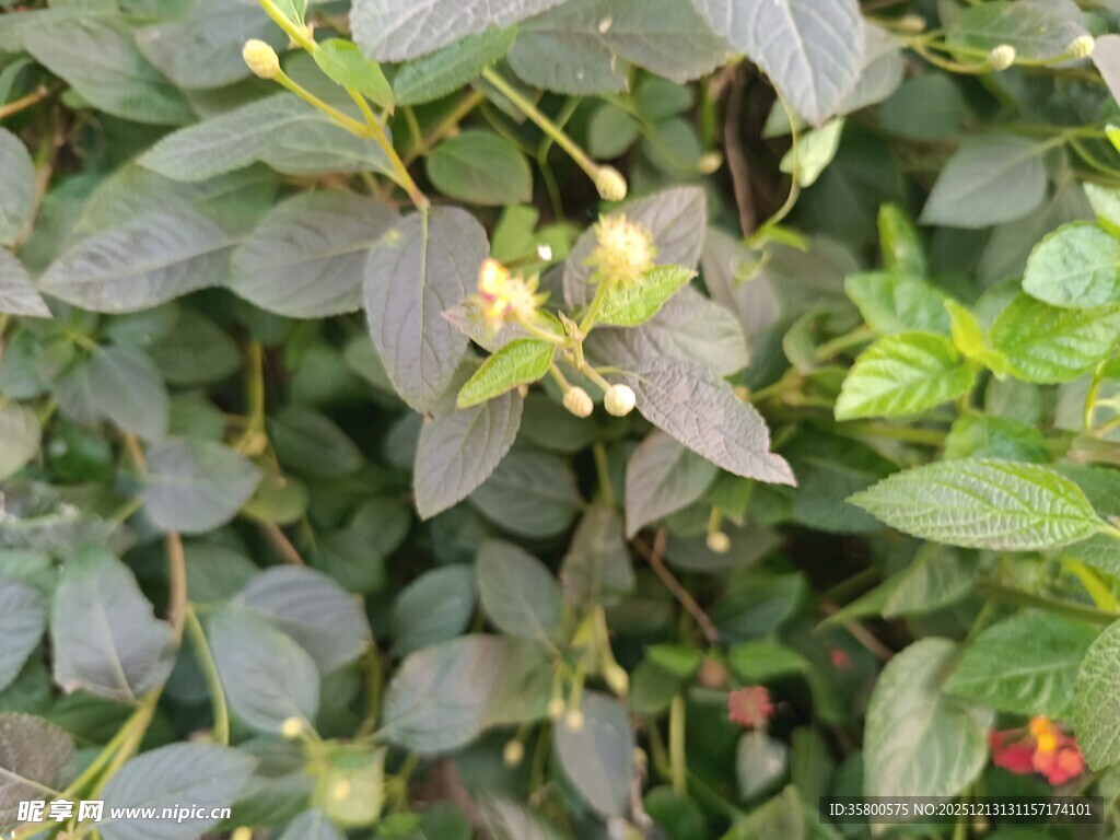绿叶间的植物花卉景象