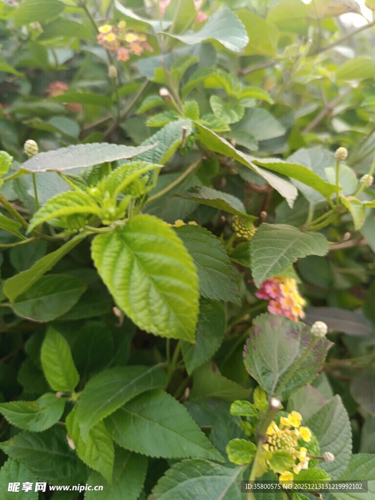 绿叶丛中绽放的鲜艳花朵