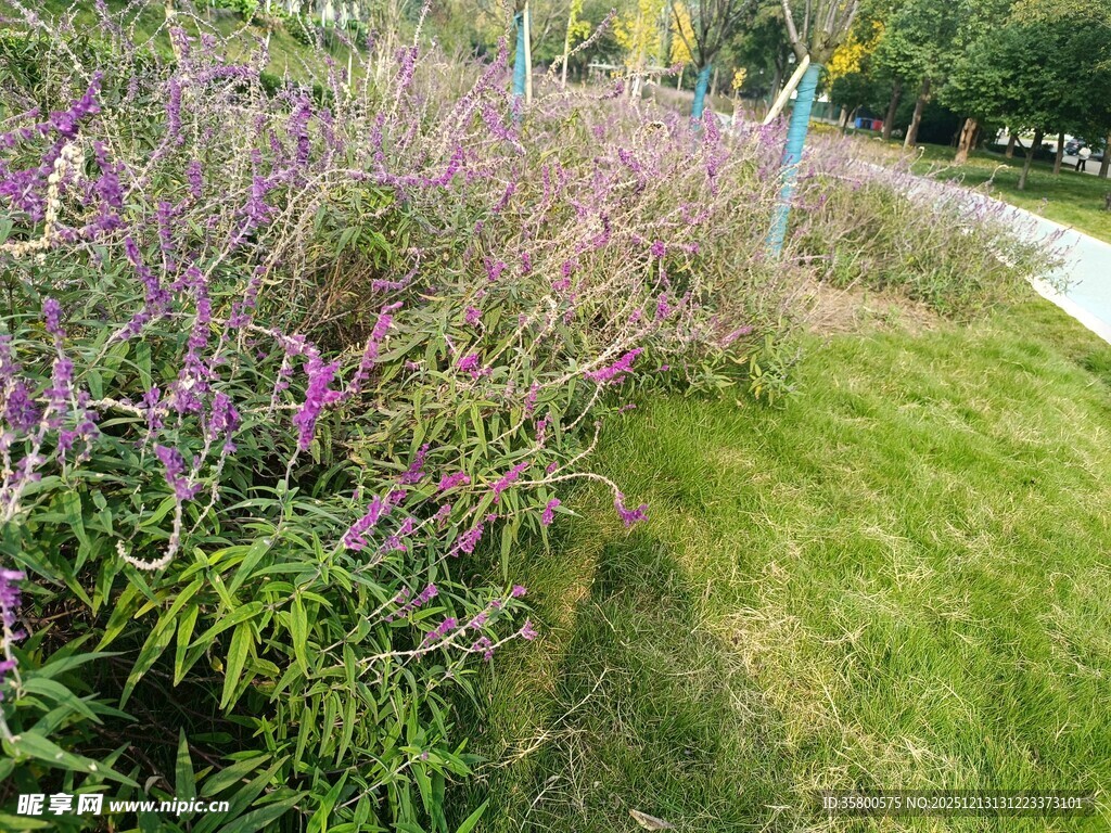 路边紫色花卉与翠绿草地