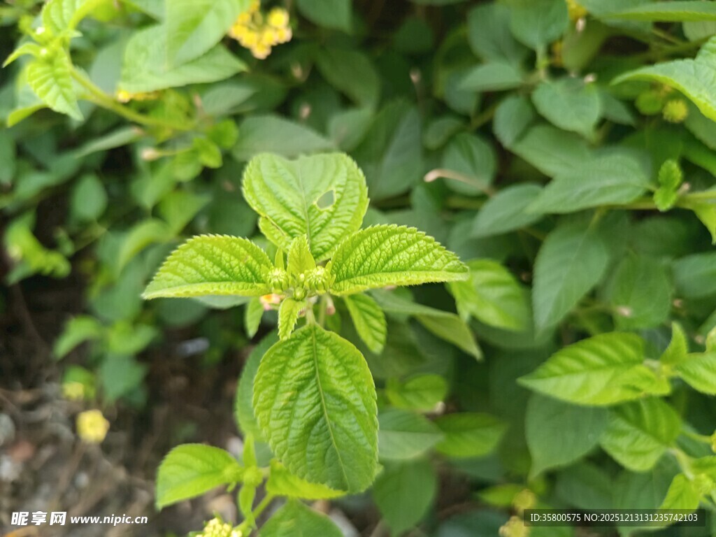 清新嫩绿薄荷叶