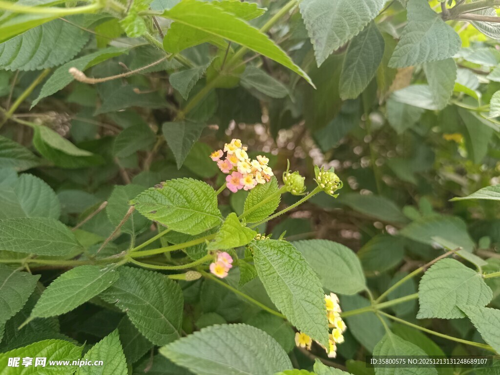 绿叶丛中的娇嫩小花