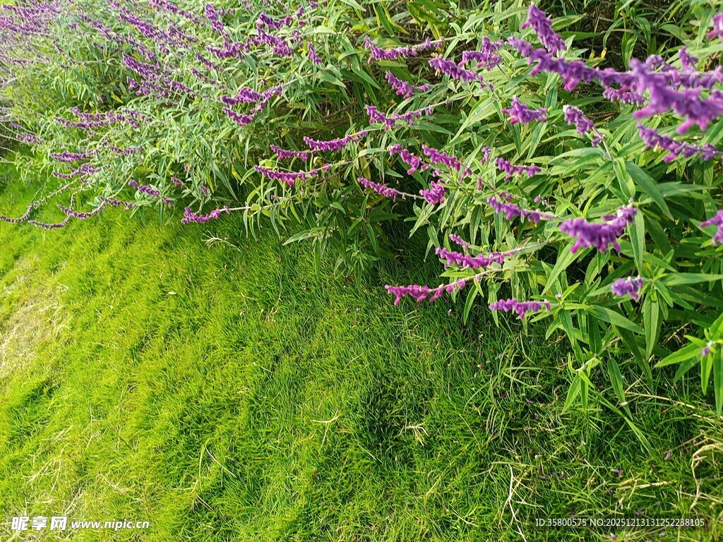 绿草间的紫色花卉绽放