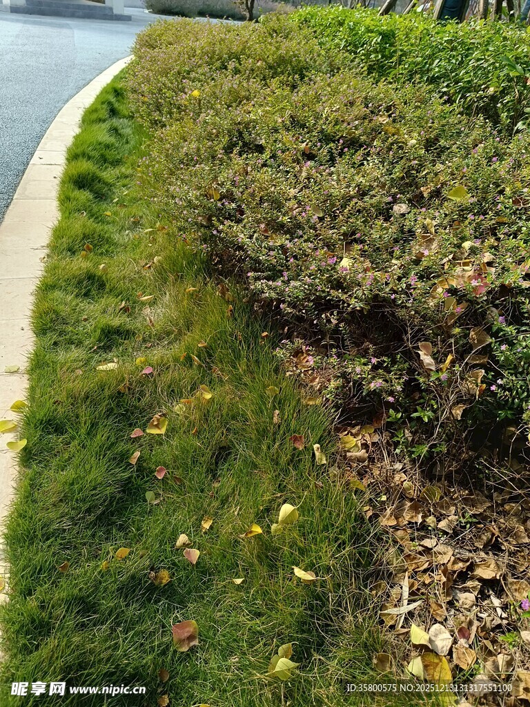 路边修剪整齐的绿植景观