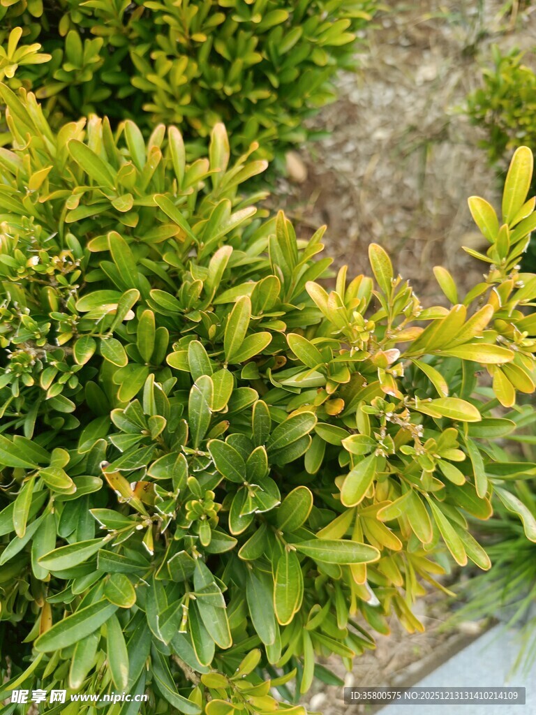 翠绿繁茂的灌木丛