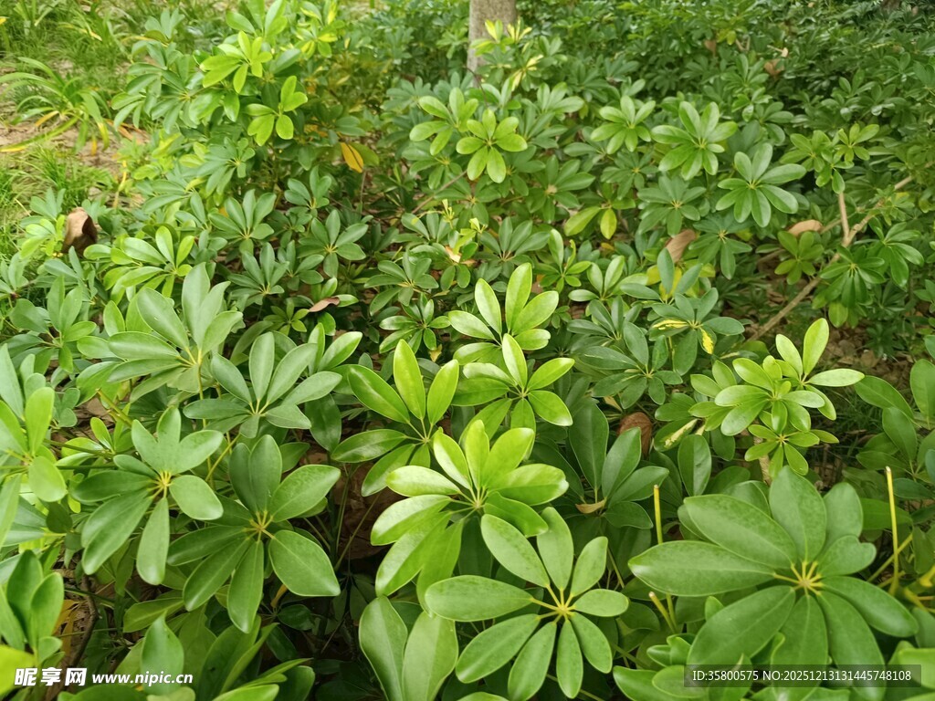 绿叶繁茂的植物景观