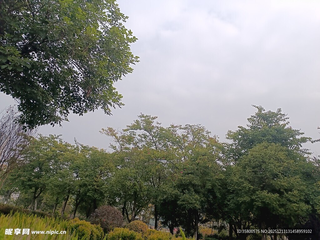 户外绿树成荫的自然景致