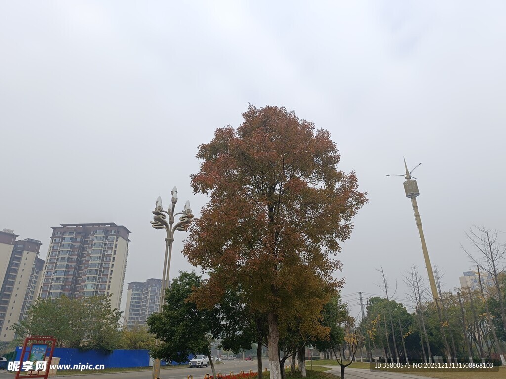 城市公园中的高大树木