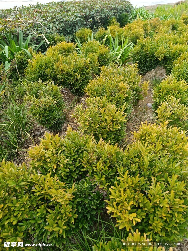 整齐的绿植种植地